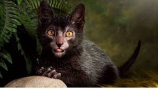 Werewolf Cat