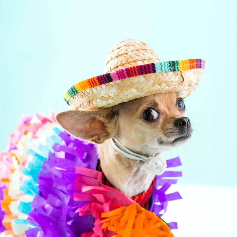11 Unique Dog Halloween Costume Ideas