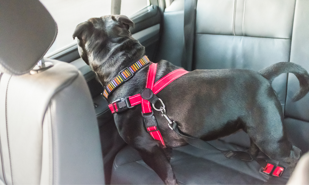 How to Keep YOUR Dog Safe in the Car 5 Ways To Prevent Accidents When