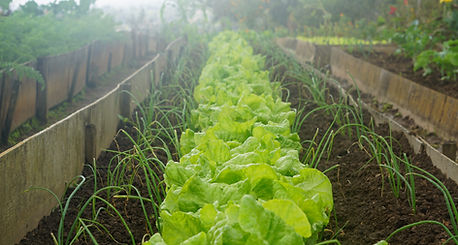 Organic Home Garden