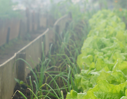 Jardin Maison bio