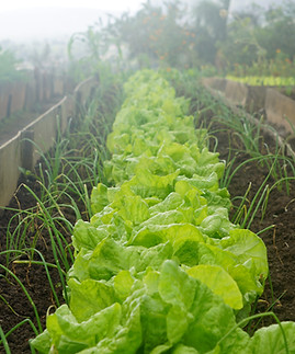 Organic Home Garden, Homestead, Raised Garden Beds, How to, Do It Yourself, Gardening