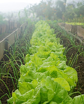 Inicio orgánica Jardín