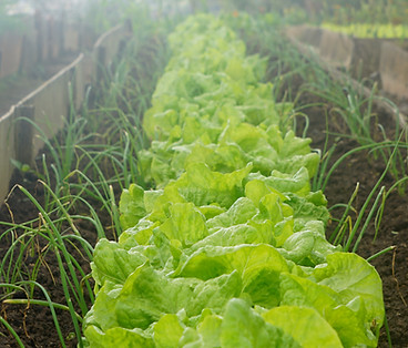 Lettuce Field Rows