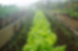 Organic Home Garden
