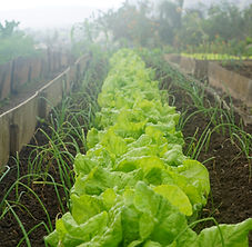 Organic Home Garden