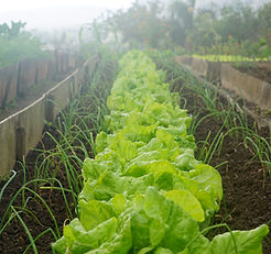 Thriving vegetable garden with raised beds and a variety of seasonal produce in a sunny outdoor setting.