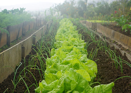 Inicio orgánica Jardín