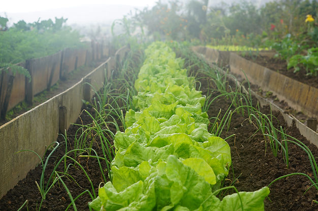 Lettuce Field Rows