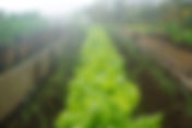 Innovative Greenery: Exploring Canadian Contributions to Gardening Inventions