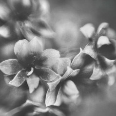 _MG_2913-01.jpeg