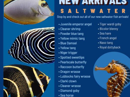 SALTWATER FISH NEW ARRIVALS 5/31/24