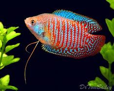 Freshwater Fish 2/9/24