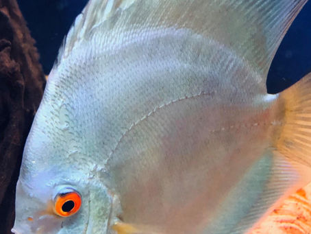 Freshwater Fish 11/9
