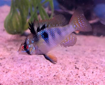 Freshwater Fish 1/31