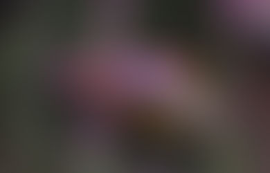 Salt Water Fish 4/7/21