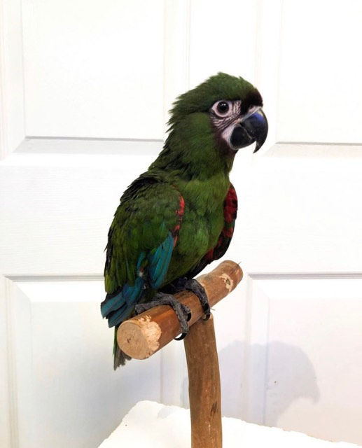 Severe Macaw