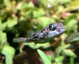 Freshwater Fish 9/26