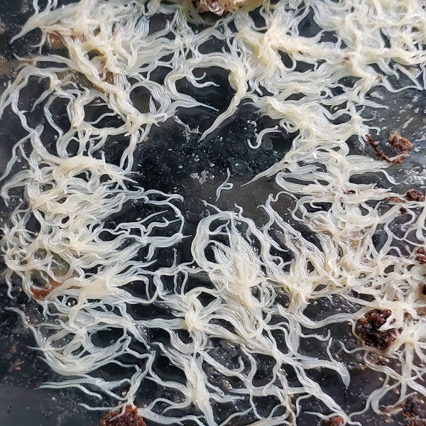 Grindal Worm Culture Starter (Mite Free)