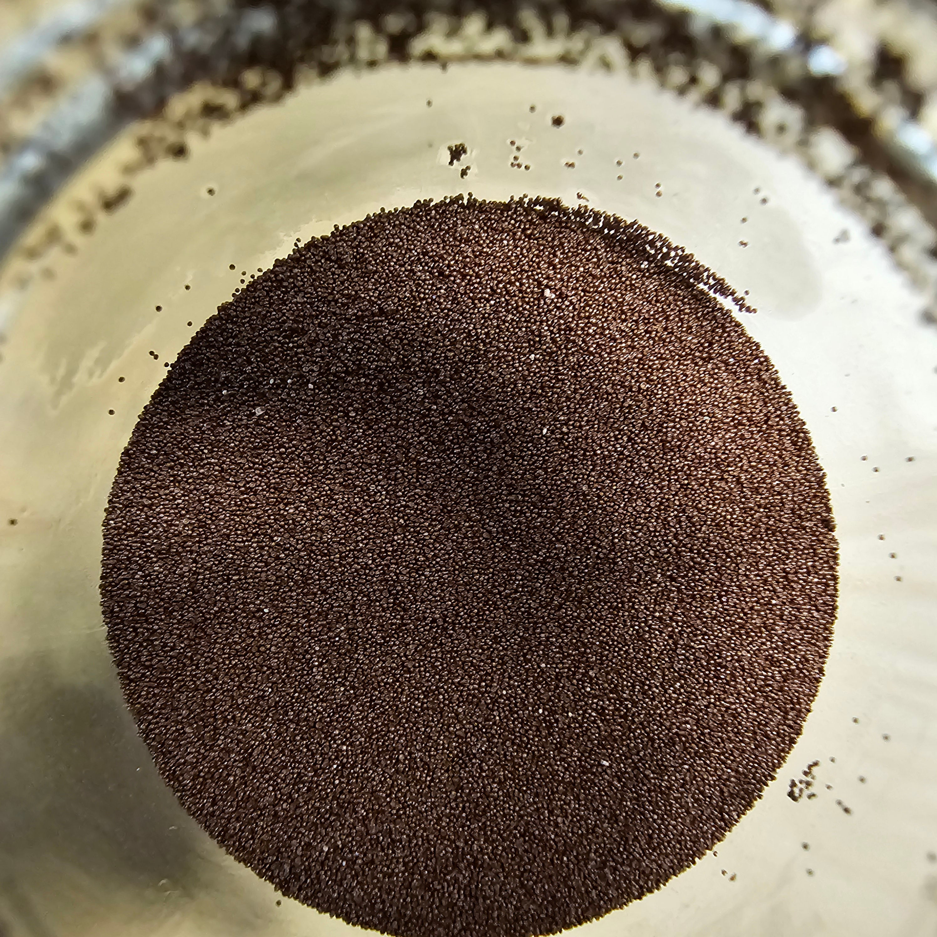 Baby Brine Shrimp Eggs for hatching