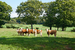 Cows north hereford.jpeg