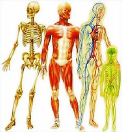 9-human-body-3-728_edited_edited.jpg