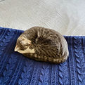 Cat client animal healing energy session