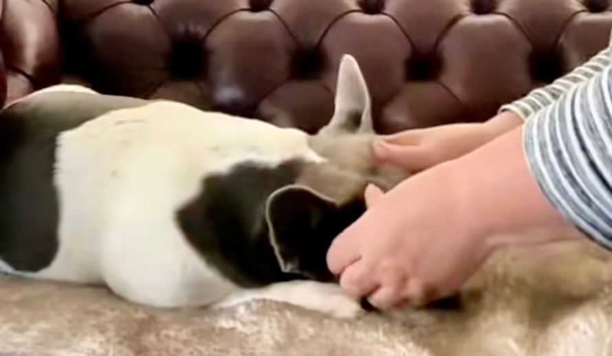Person petting a dog resting on a couch, with a brown leather background.