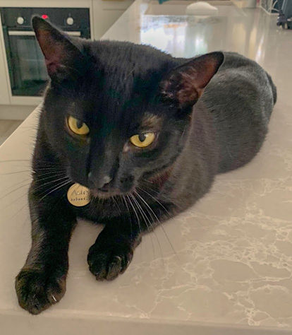 Black cat with gold eyes laying on counter, looking attentively. Gallery