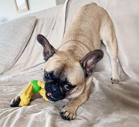 French Bulldog playing with toy on couch, pet sitting services offered.