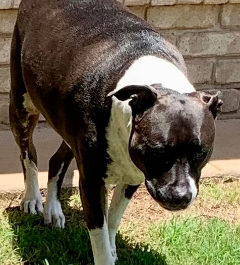 Black and white dog walking on green grass in the sunlight