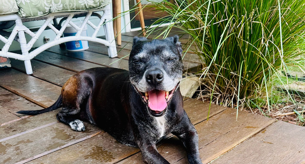 Happy black dog smiles on porch, green plants in background.