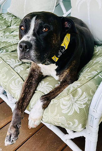 Dog sitting on a bench with a yellow collar looking at the camera.