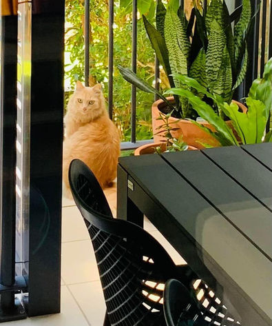 Orange cat sitting near a table with plants in the background.