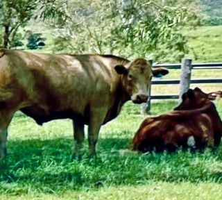 Two cows in a green field, one standing, the other resting.