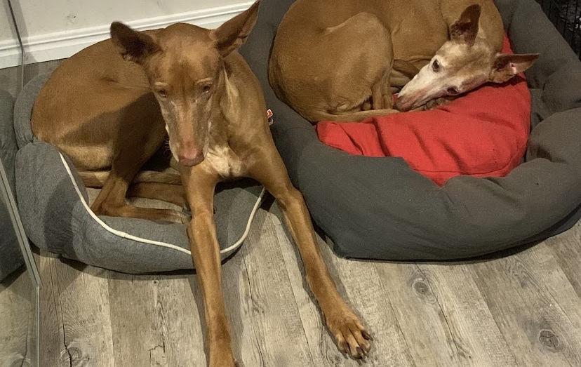 Two dogs relaxing in their beds, indoors, resting peacefully. Gallery