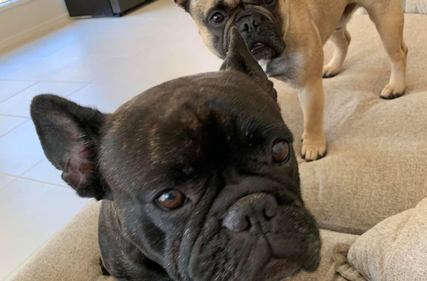 Two French Bulldogs posing for a photo on a beige couch Gallery