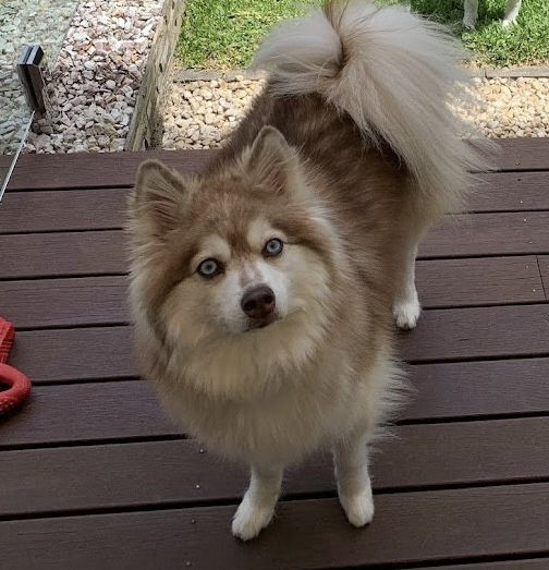 Fluffy brown and white dog with blue eyes looking at the camera.