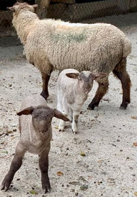Sheep with two lambs standing on the ground, Nanna Jens Services Gallery