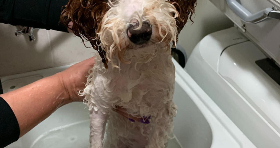 Wet dog in sink, ready for a bath, indoors, Nanna Jens Services.
