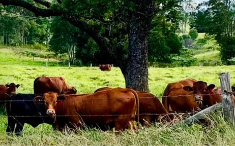 Brown cows grazing in green pasture near a large tree