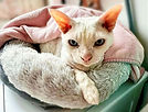 White Devon Rex cat in a cozy bed for pet care in SEQ.