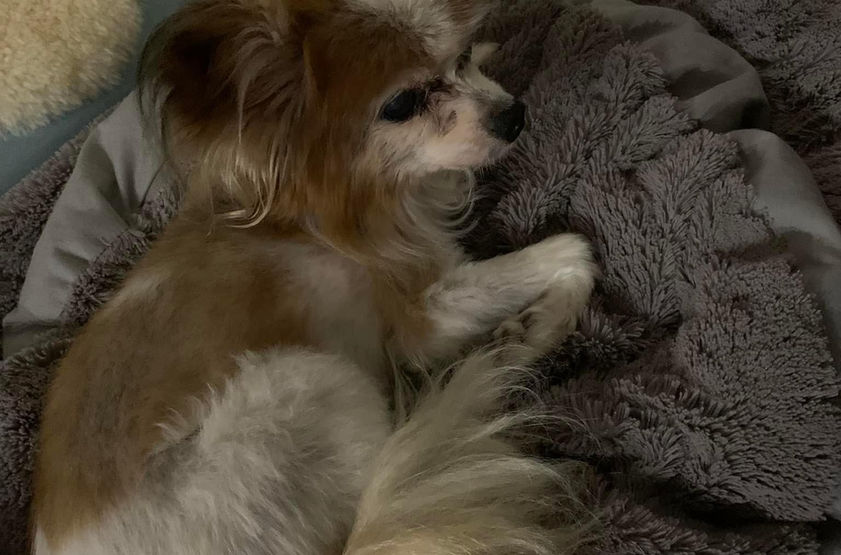 Small brown and white dog resting on a cozy gray blanket
