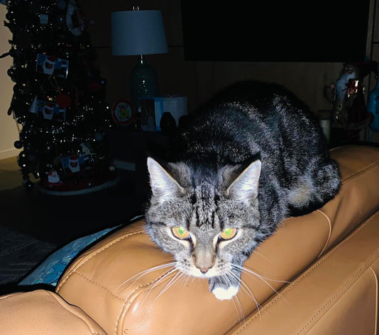 Tabby cat on a brown couch, Christmas tree in background. Gallery.