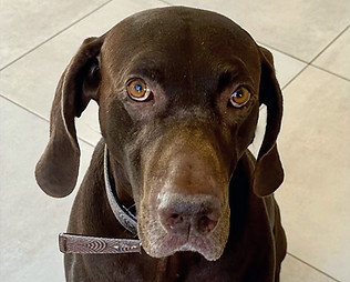 Chocolate Labrador dog sitting on a tiled floor.