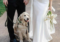 Bride and groom hold hands with a golden retriever at their wedding