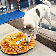 Enrichment for dogs