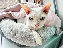 Palliative Care for cats