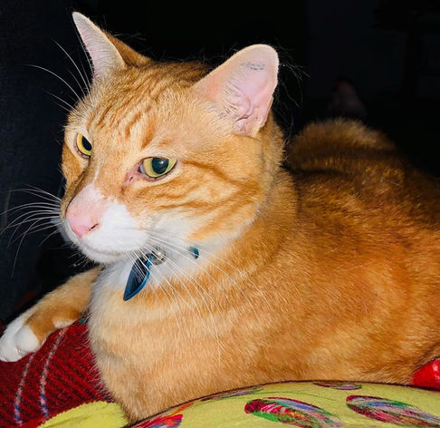 Orange tabby cat with a blue collar, resting on a red blanket.