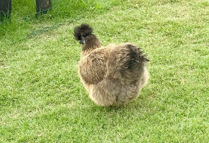 A fluffy brown chicken stands on green grass, Nanna Jen's Services Gallery.